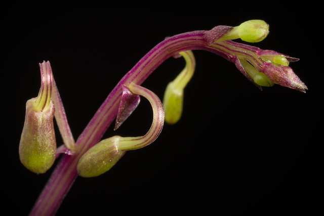 [Borneo, Malaysia] Crepidium metallicum (Rchb.f.) Szlach., Fragm. Florist. Geobot., Suppl. 3: 129 (1995)