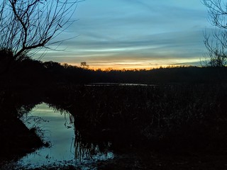 Willesley woods park at sunset
