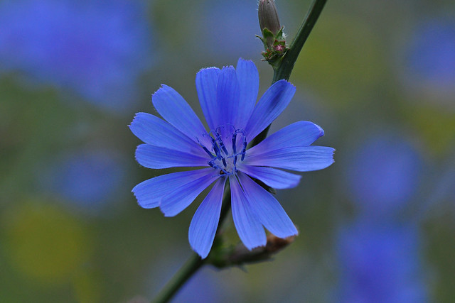 Blue magic !! Common chicory or Chicorée sauvage (Cichorium Intybus)