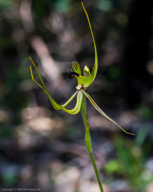 Forest Mantis Orchid (Caladenia attingens subsp. attingens)