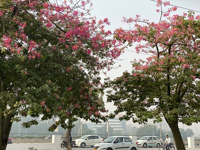 City Season - The Floss-Silk Bloom, Outside Ambience Mall Driveway
