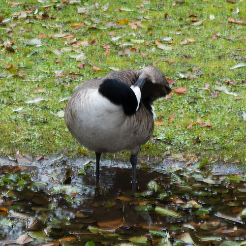 Preening and paddling - Canada goose
