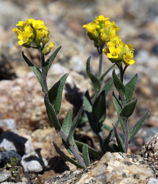 Snowbed Snowbed Draba - Flowering Plant Species of Alaska - Alaska Handbook