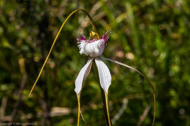Sandplain White Spider Orchid (Caladenia speciosa)