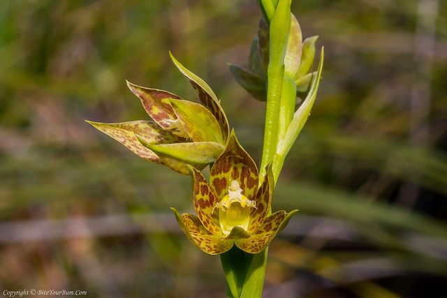 Leopard Orchid (Thelymitra benthamiana)