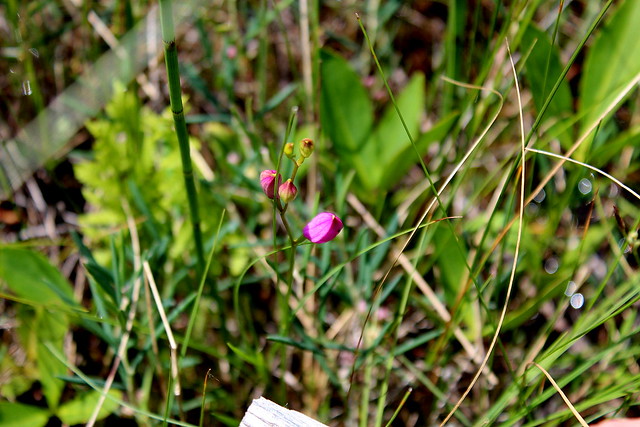 Calopogon tuberosus  Grasröte Tuberous Grass Pink