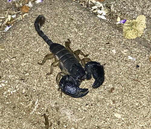 krugernationalpark scorpion southafrica