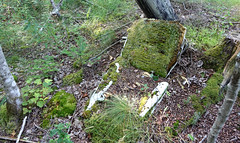 Old Car Seat Covered With Moss