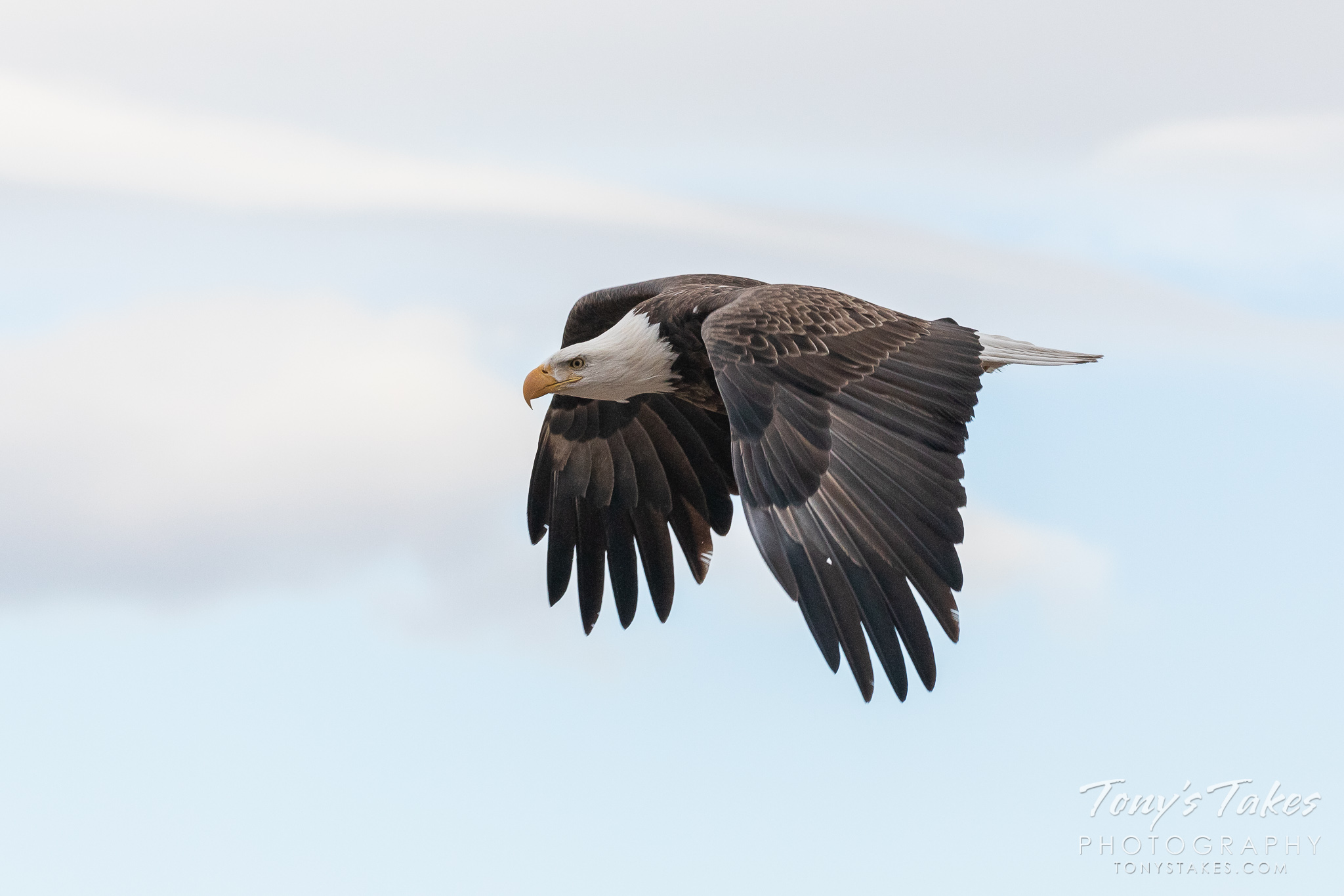 Beautiful bald eagle takes flight for Freedom Friday