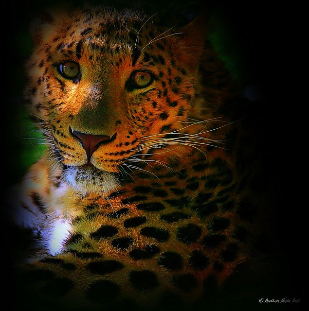 The wonderful eyes of Indochinese Leopard (Panthera pardus delacouri), indokínai leopárd szemei - Κινεζική λεοπάρδαλη