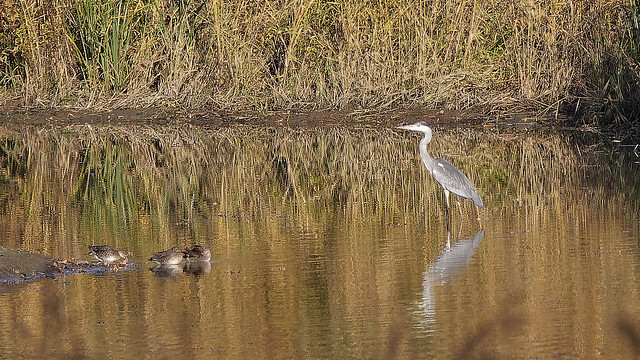 Grey heron at the bank of the river Lippe in mirrored reed.