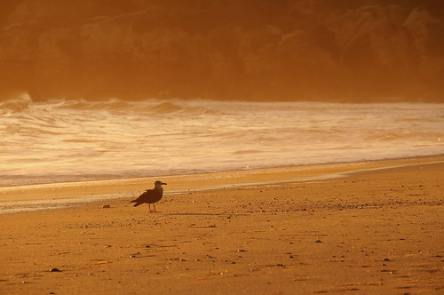albufeira algavre portugal portugália ocean atlanticocean beach shore sand november sony sonynex nex3n milc sunset 210mm nature seaside faro praia seagull gull bird