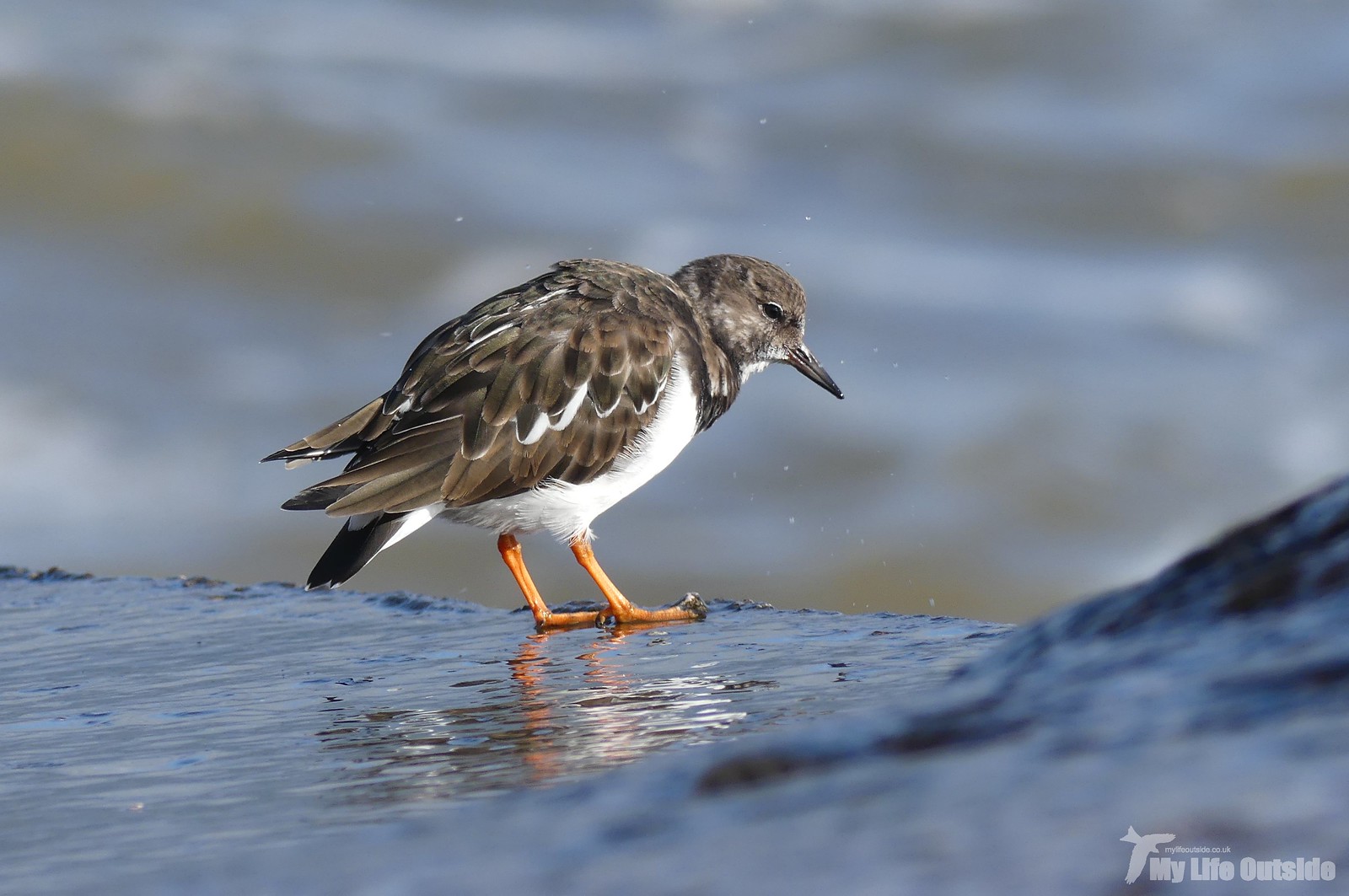 P1220418 - Turnstone, Dawlish