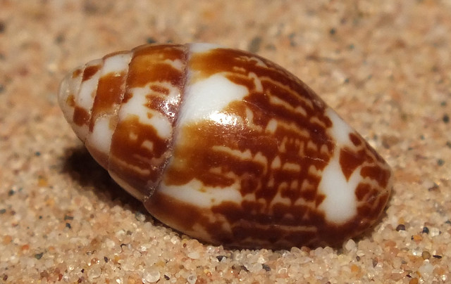 Punctate dove snail (Pyrene punctata)