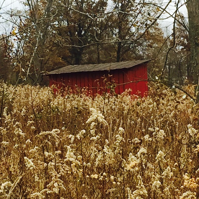 Little Red Shed