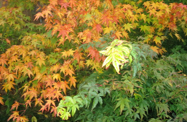 acers