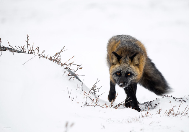A cross fox on the hunt