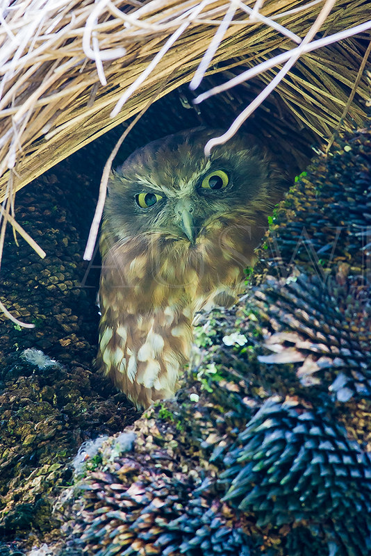 Boobook Owl, Ninox novaeseelandiae, Australia
