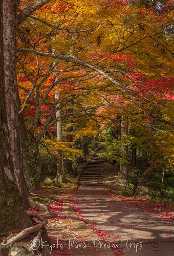 japan kyotoprefecture kōyō landscape maple nantan ryūonjitemple autumn autumnphotography もみじ 松楓 紅葉 龍穏寺 nantanshi kyōtoprefecture