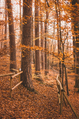 landscape view forest trees woods leaves path fall autumn season nature outdoors light colors details mood bokeh november wanderlust travel visit explore discover stetten kernen remstal badenwürttemberg germany europe photography hobby nikonz6 tamron
