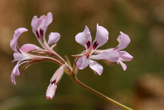 Pelargonium sp., a tuberous species