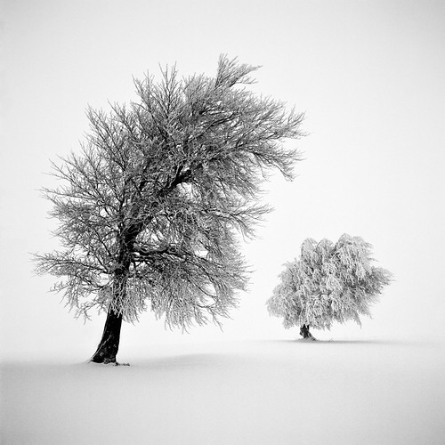 Frozen Life XIV | by sleachim