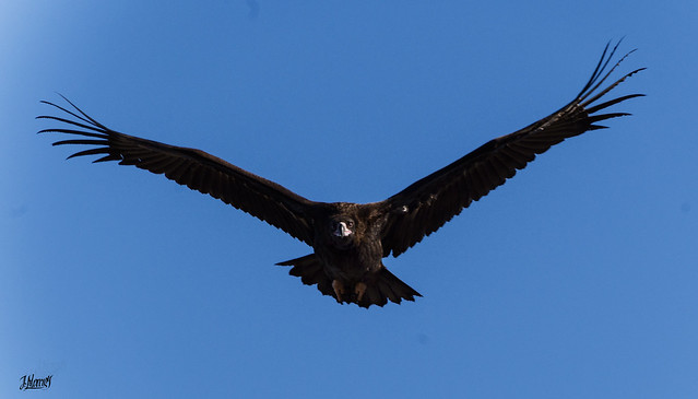 La Mirada del Buitre Negro. The Black Aegypius Monachus's Look. Caceres Extremadura Spain