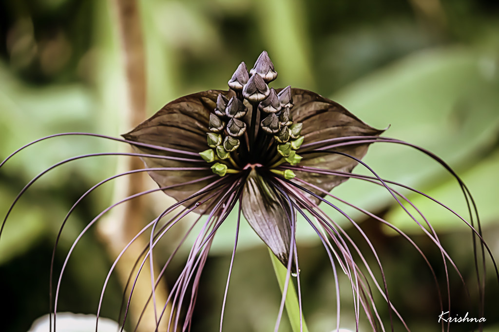 Black Bat Flower | The Bat Flower (Tacca chantieri) also kno… | Flickr