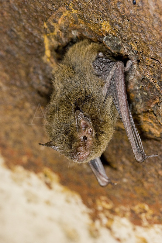 Eastern Cave Bat, Vespadelus troughtoni, Australia