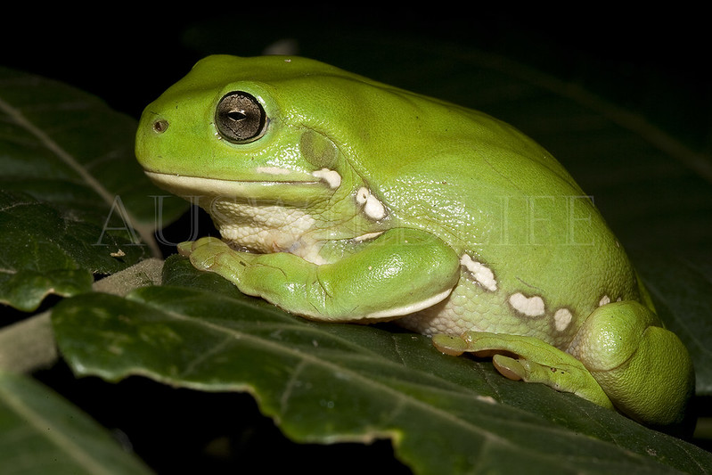 Green Tree Frog, Litoria caerulea, Australia