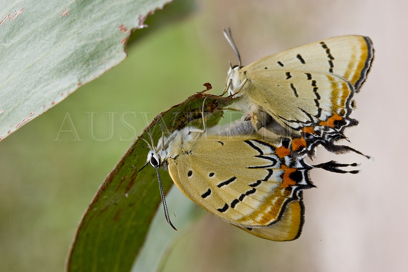 Imperial Hairstreak Butterfly, Jalmenus evagoras , Australia