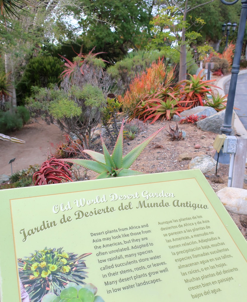 191115 124 Encinitas Sd Botanic Gdn Old World Desert Garden