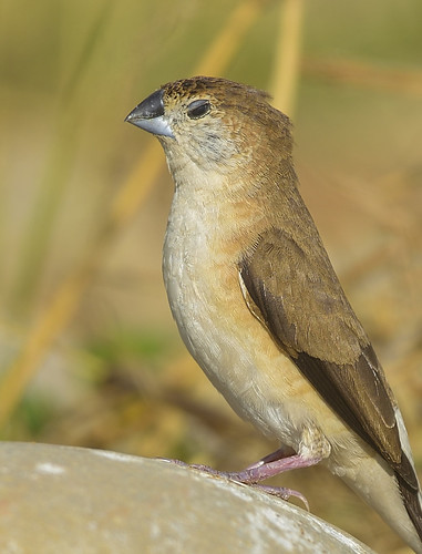 DSC_4821 | by Jason686998