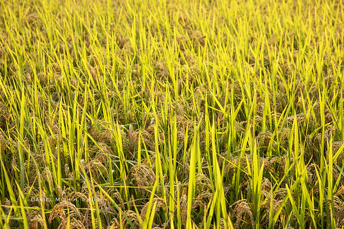 rice paddyfield paddy 稻米 米 稻田