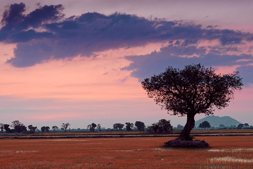 sunset goldenhour landscape landscapephotography ricefield silhouette tree lonetree cambodia siemreap nikon d610