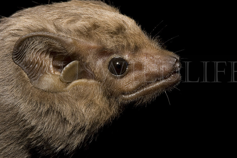 Eastern Sheaththail Bat, Taphozous georgianus , Australia