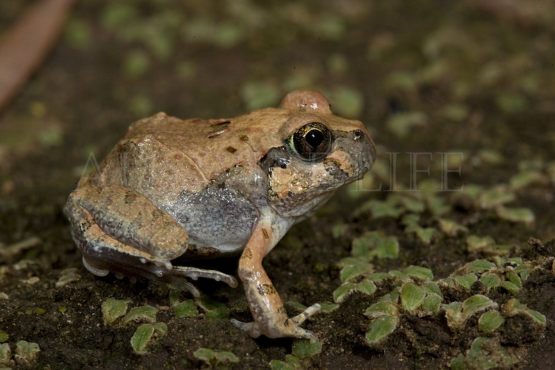 Ornate Burrowing Frog (juvenile), Opistidon ornatus , Australia