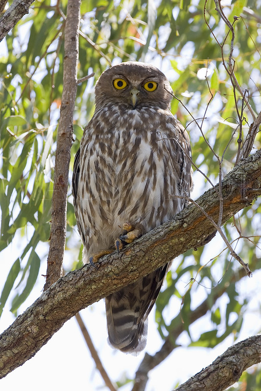 Barking Owl, Ninox connivens, Australia