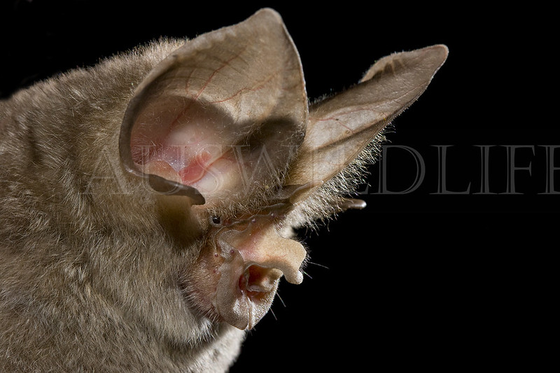 Lesser Large-eared Horsesheo Bat, Rhinolophus sp (maros), Australia