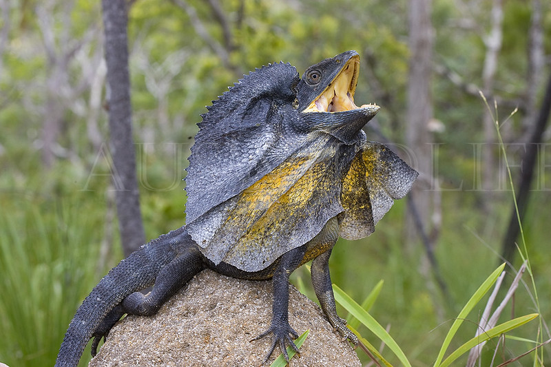 Frill-necked Lizard, Chlamydosaurus kingii, Australia