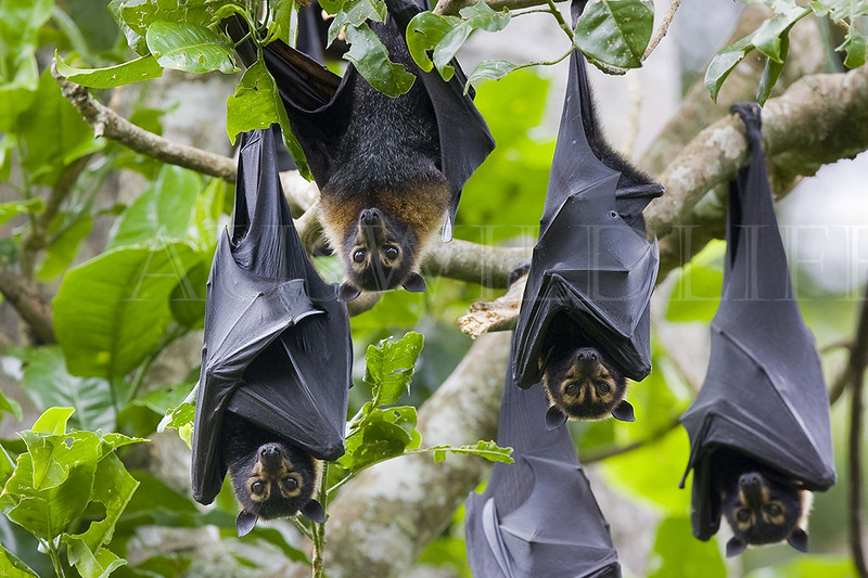 Spectacled Flying Foxes, Pteropus conspicillatus, Australia