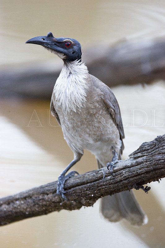Noisy Friar Bird, Philemon corniculatus, Australia