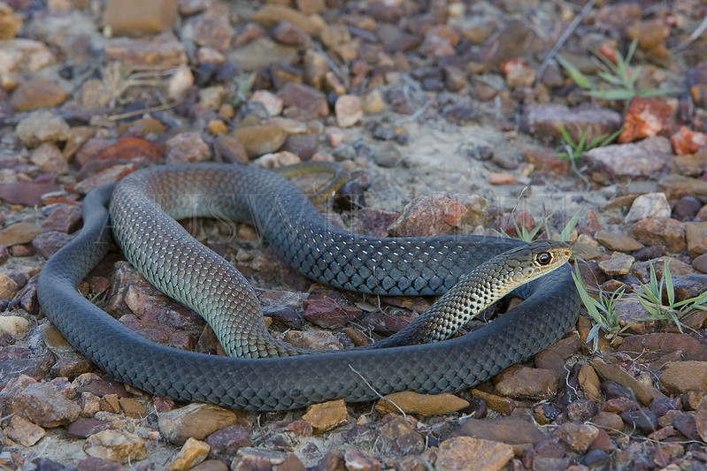 Lesser Black Whipsnake, Demansia vestigata, Australia