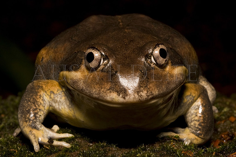 Eastern Banjo Frog, Limnodynastes dumerilii , Australia