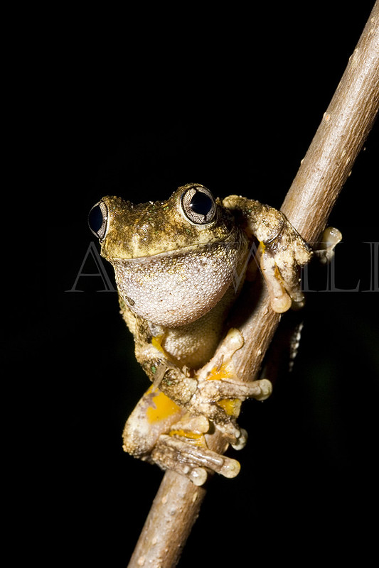 Peron's or Emerald-spotted Tree Frog, Australia
