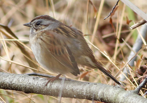 swampsparrow melospizageorgiana montourpreserve goosewoods