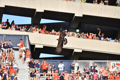 Golden eagle Aurea soars above Auburn’s Jordan-Hare Stadium