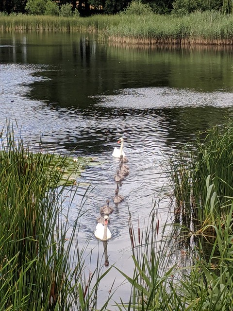 Water, reeds and birds.