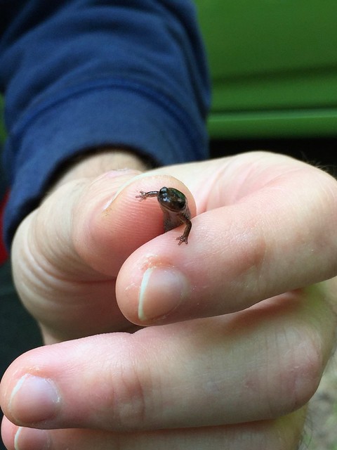 Holding a Salamander found at a trail near our campground this autumn , in Bon Echo Provincial Park , Cloyne , Ontario , Canada , September 8. 2019