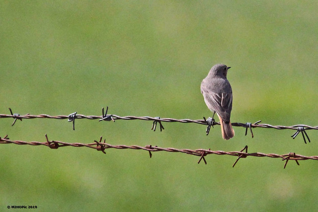Free as a bird - Bird on a wire